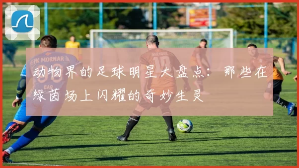 动物界的足球明星大盘点：那些在绿茵场上闪耀的奇妙生灵